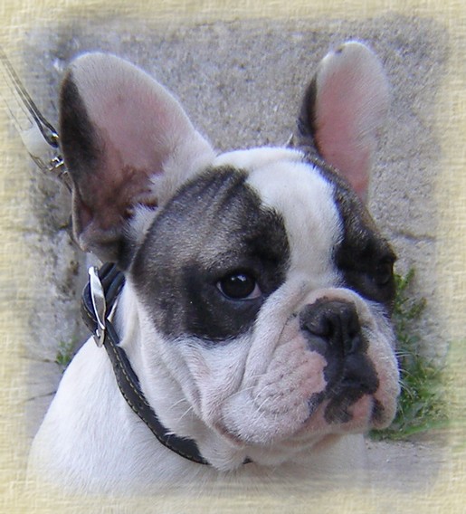 Publication : dho Valtess