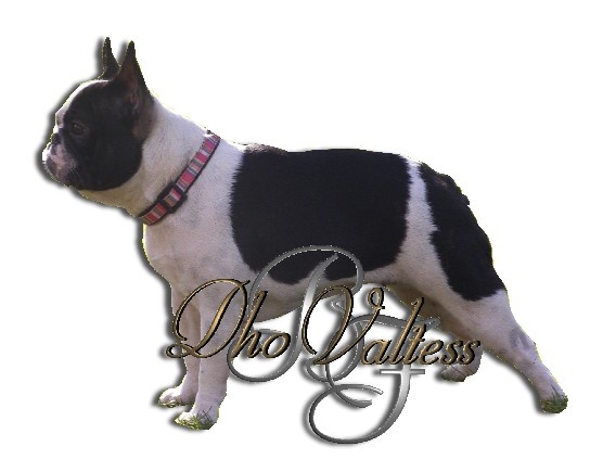 Publication : dho Valtess Auteur : Valaize corinne