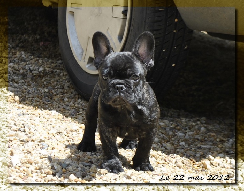 Publication : dho Valtess Auteur : Valaize Corinne