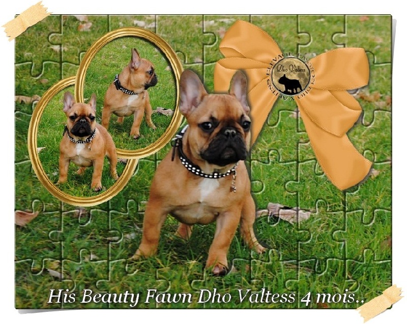 Publication : dho Valtess