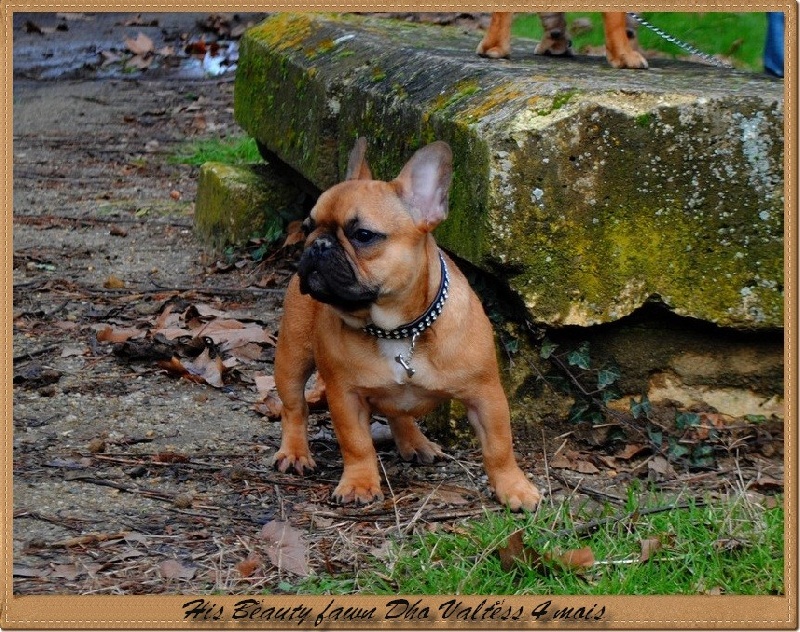 Publication : dho Valtess