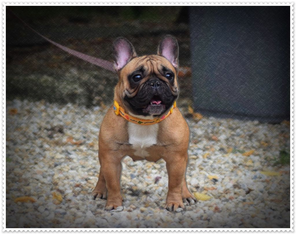 Publication : dho Valtess Auteur : valaize corinne