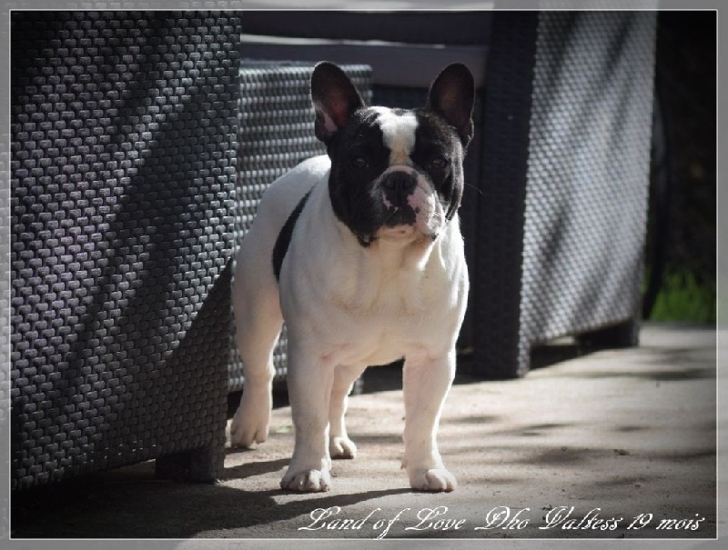 Publication : dho Valtess Auteur : valaize corinne