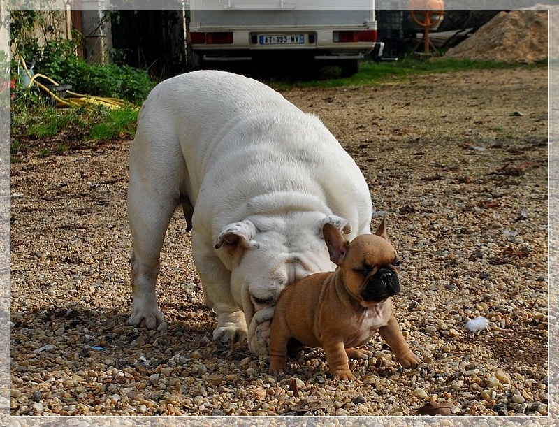 Publication : dho Valtess