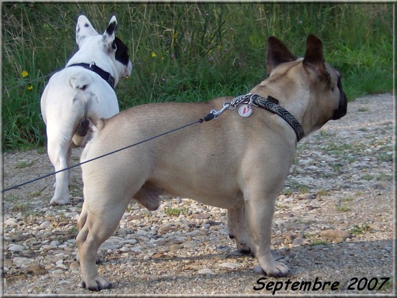 Publication : dho Valtess Auteur : Mme Valaize corinne