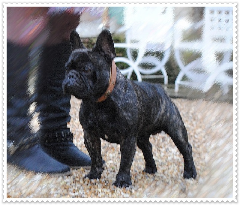 Heliote-maya des cotes de pecharmant - 2eme Excellent RCACS Classe intermediaire