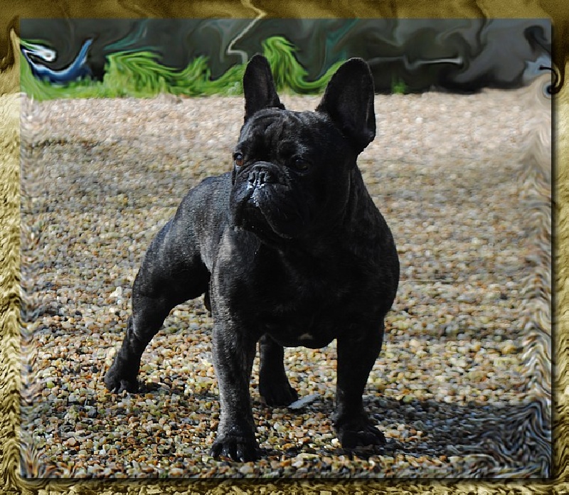 Heliote-maya des cotes de pecharmant - 1er Excellent RCACS classe intermédiaire