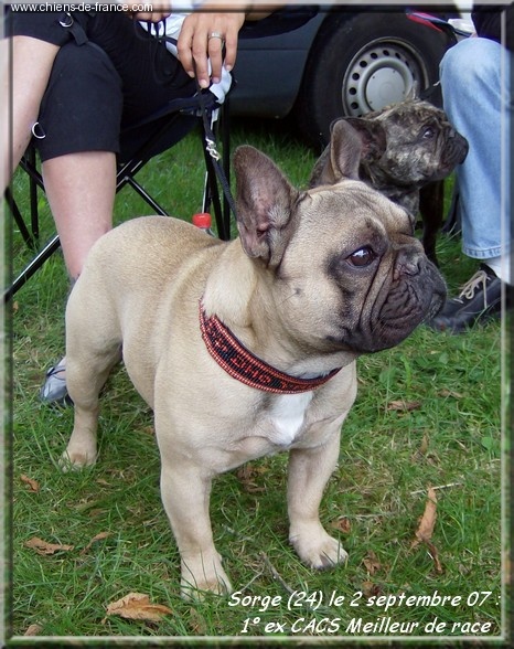 Valtess (Sans Affixe) - 1° excellent CACS. Meilleur de race classe ouverte