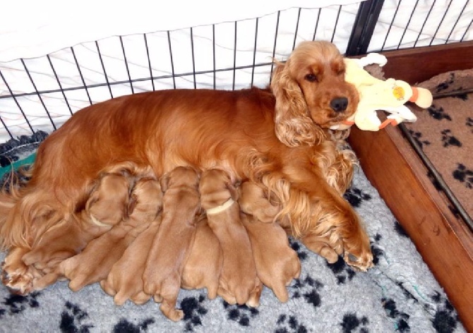 Accueil Elevage Du Vallon De L Oriol Eleveur De Chiens Cocker Spaniel Anglais