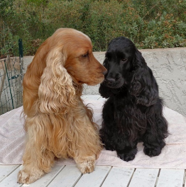 Accueil Elevage Du Vallon De L Oriol Eleveur De Chiens Cocker Spaniel Anglais
