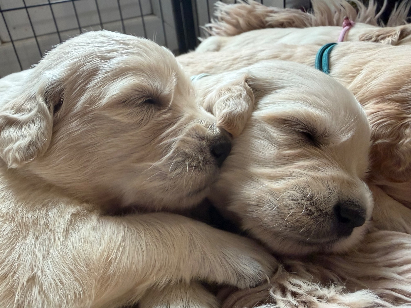 CHIOT 5 - Golden Retriever