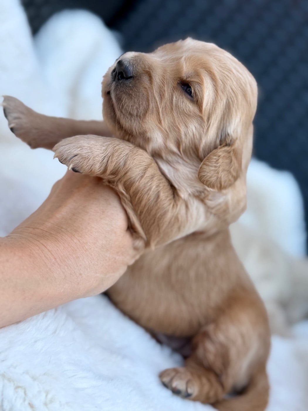 Chiot N°1