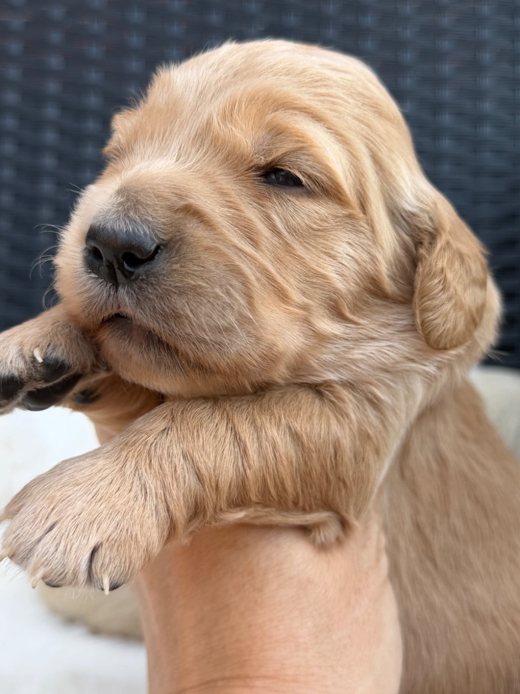 Chiot N°1