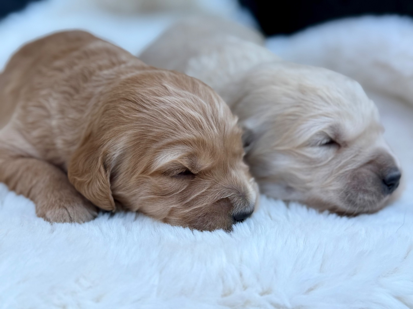 Chiot N°1