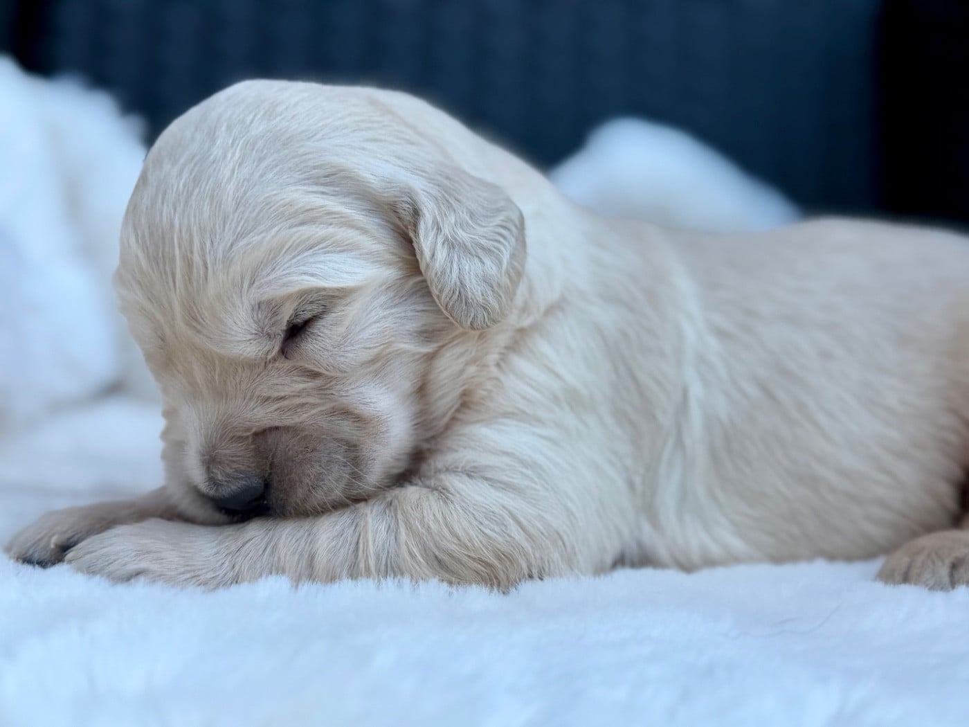 Chiot N°2