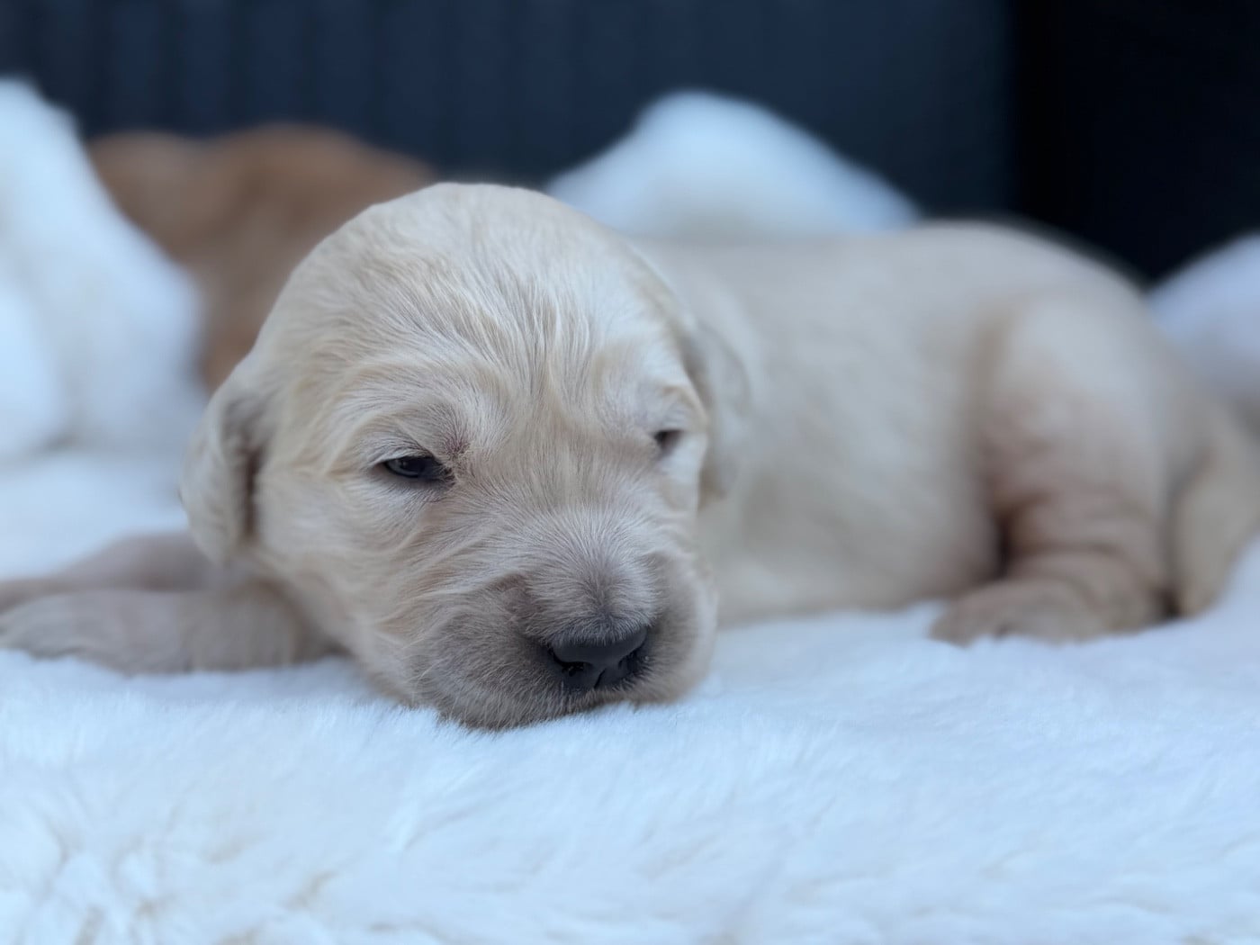 Chiot N°2
