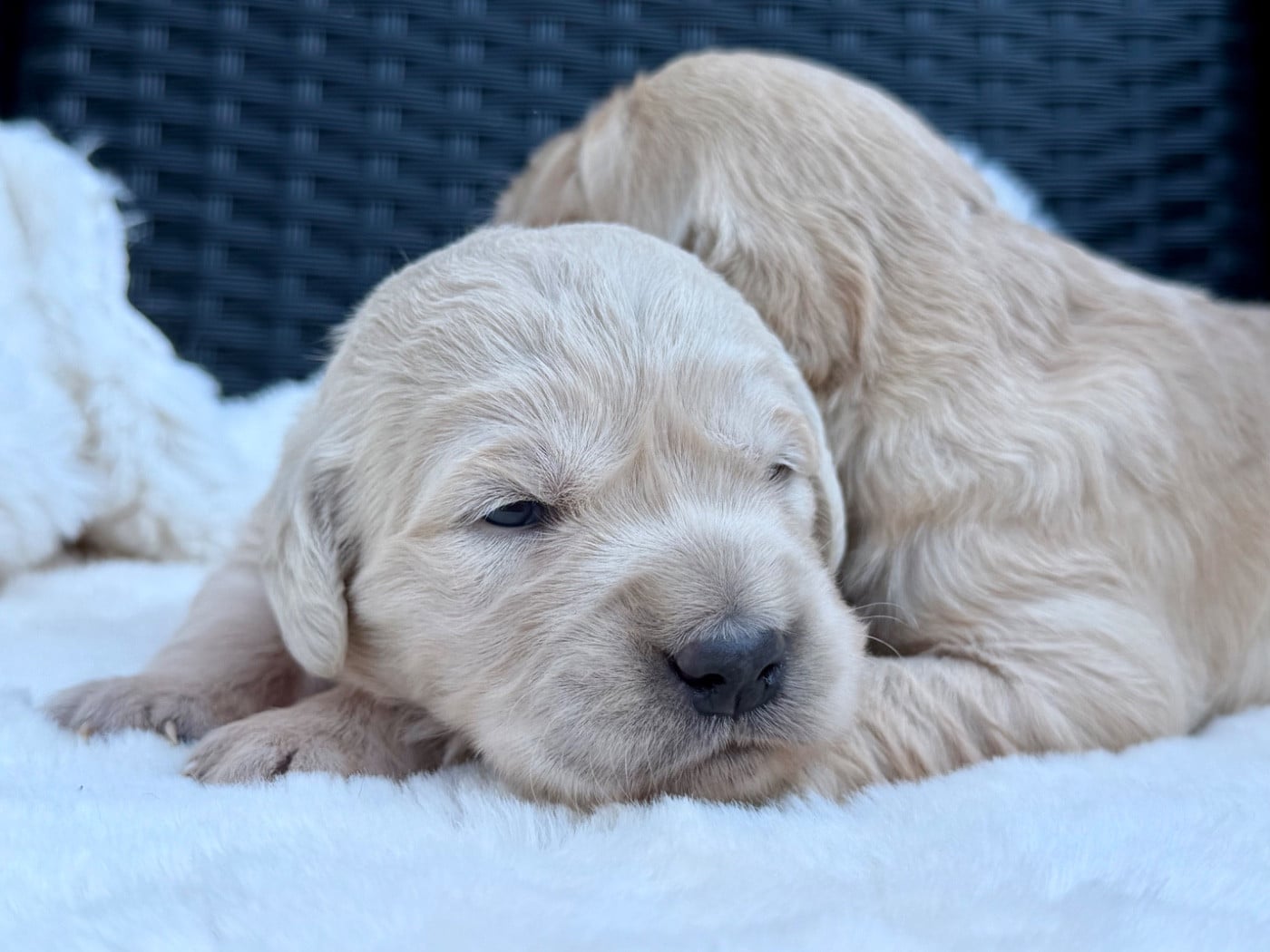Chiot N°3