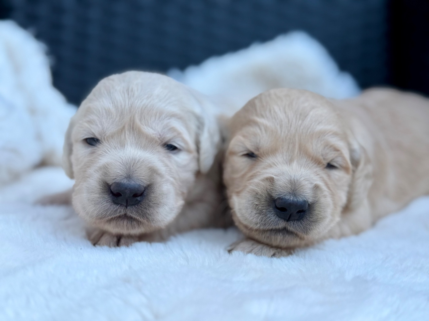 Chiot N°4