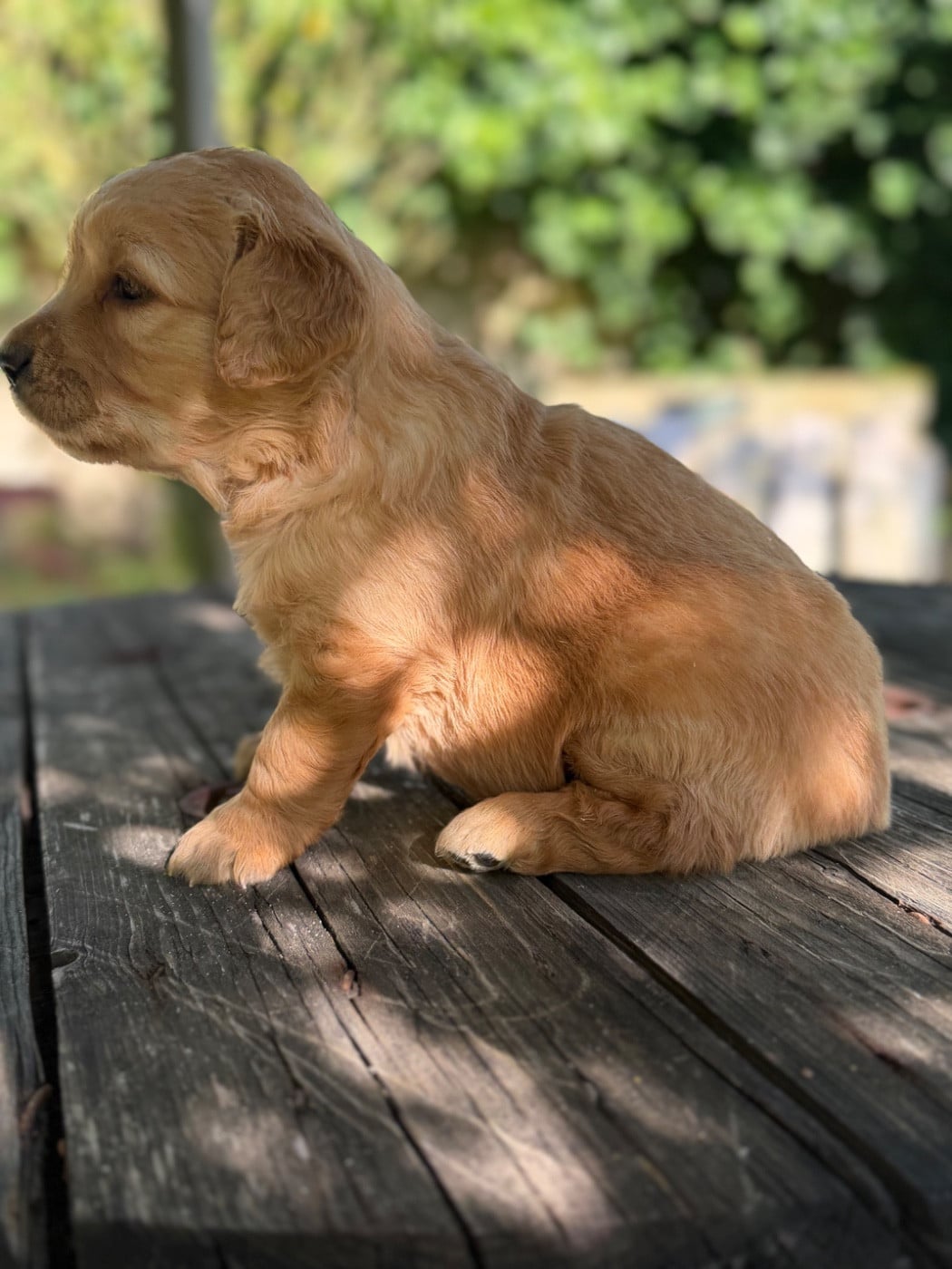 Chiot N°1