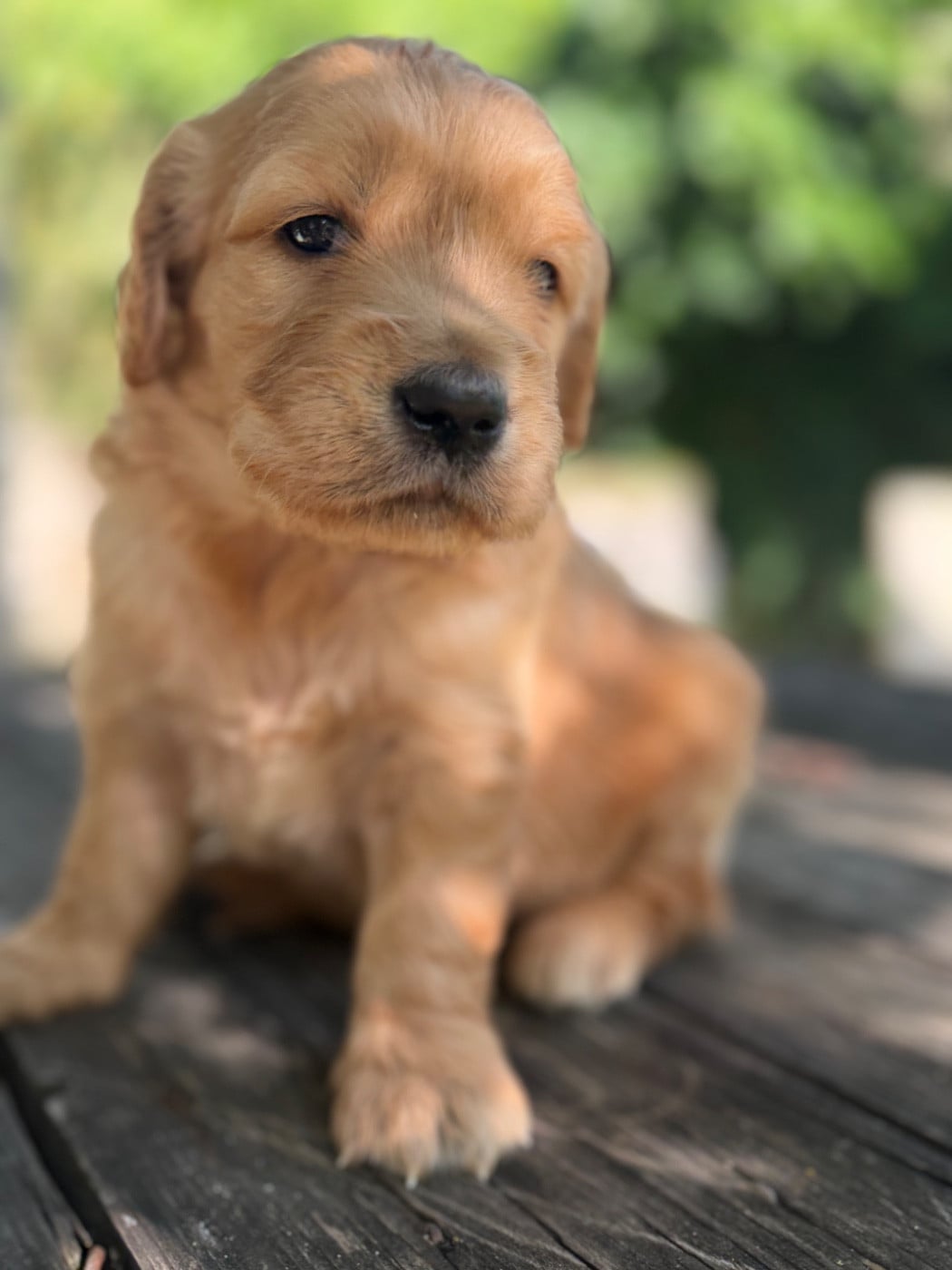 Chiot N°1