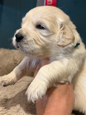 Les chiots de Golden Retriever