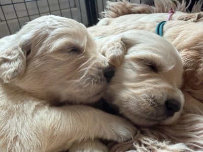 Les chiots de Golden Retriever