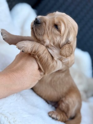 Les chiots de Golden Retriever