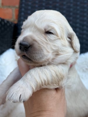 Les chiots de Golden Retriever