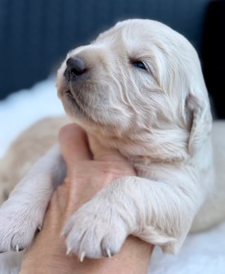 Les chiots de Golden Retriever