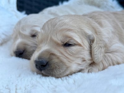 Les chiots de Golden Retriever
