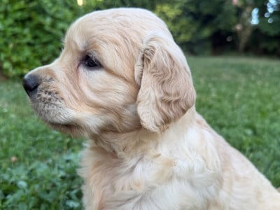 Les chiots de Golden Retriever