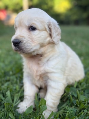 Les chiots de Golden Retriever