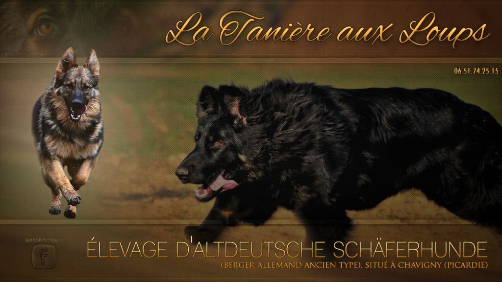 Berger Allemand Ancien Type Caractère Et éducation