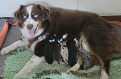 Les chiots de Berger Américain Miniature