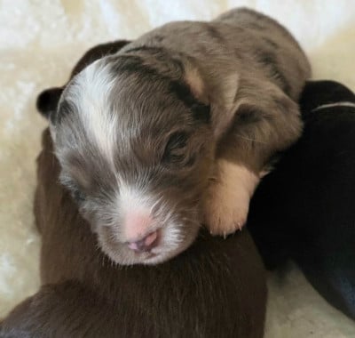 Les chiots de Berger Américain Miniature