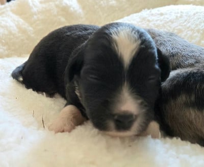 Les chiots de Berger Américain Miniature