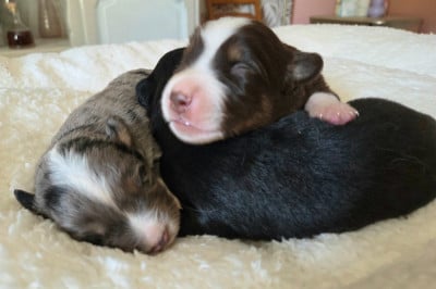 Les chiots de Berger Américain Miniature