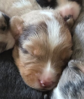 Les chiots de Berger Américain Miniature