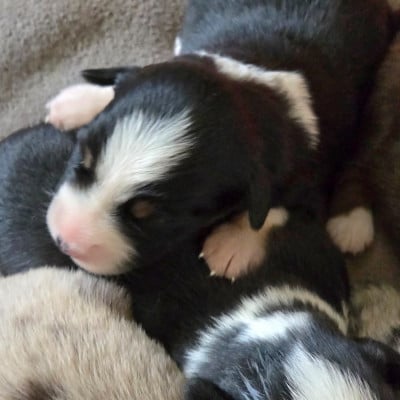 Les chiots de Berger Américain Miniature