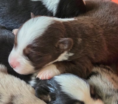 Les chiots de Berger Américain Miniature