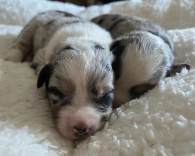 Les chiots de Berger Américain Miniature