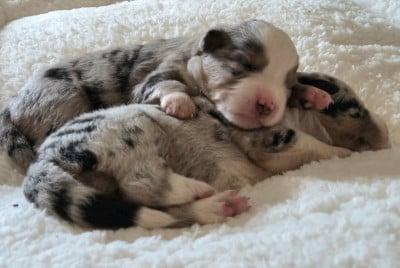 Les chiots de Berger Américain Miniature