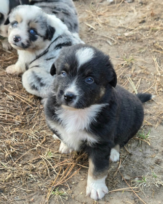 Les chiots de Berger Américain Miniature 