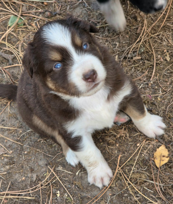 Les chiots de Berger Américain Miniature 
