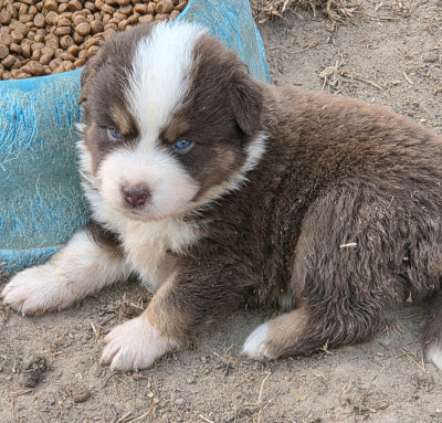 Les chiots de Berger Américain Miniature 