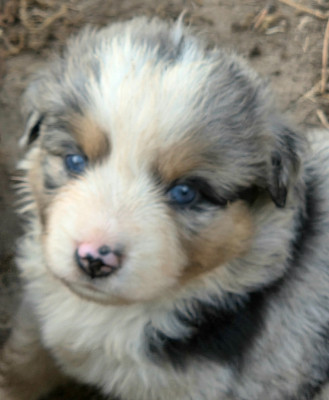 Les chiots de Berger Américain Miniature 