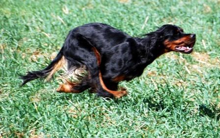 Diva II de la Haute Bailly - 1er Excellent CACT