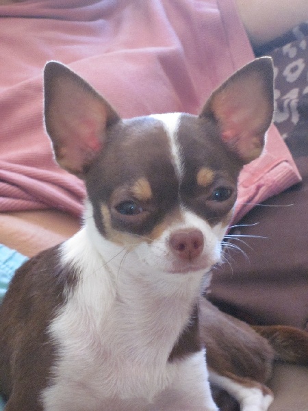 Publication : des jardins de jade