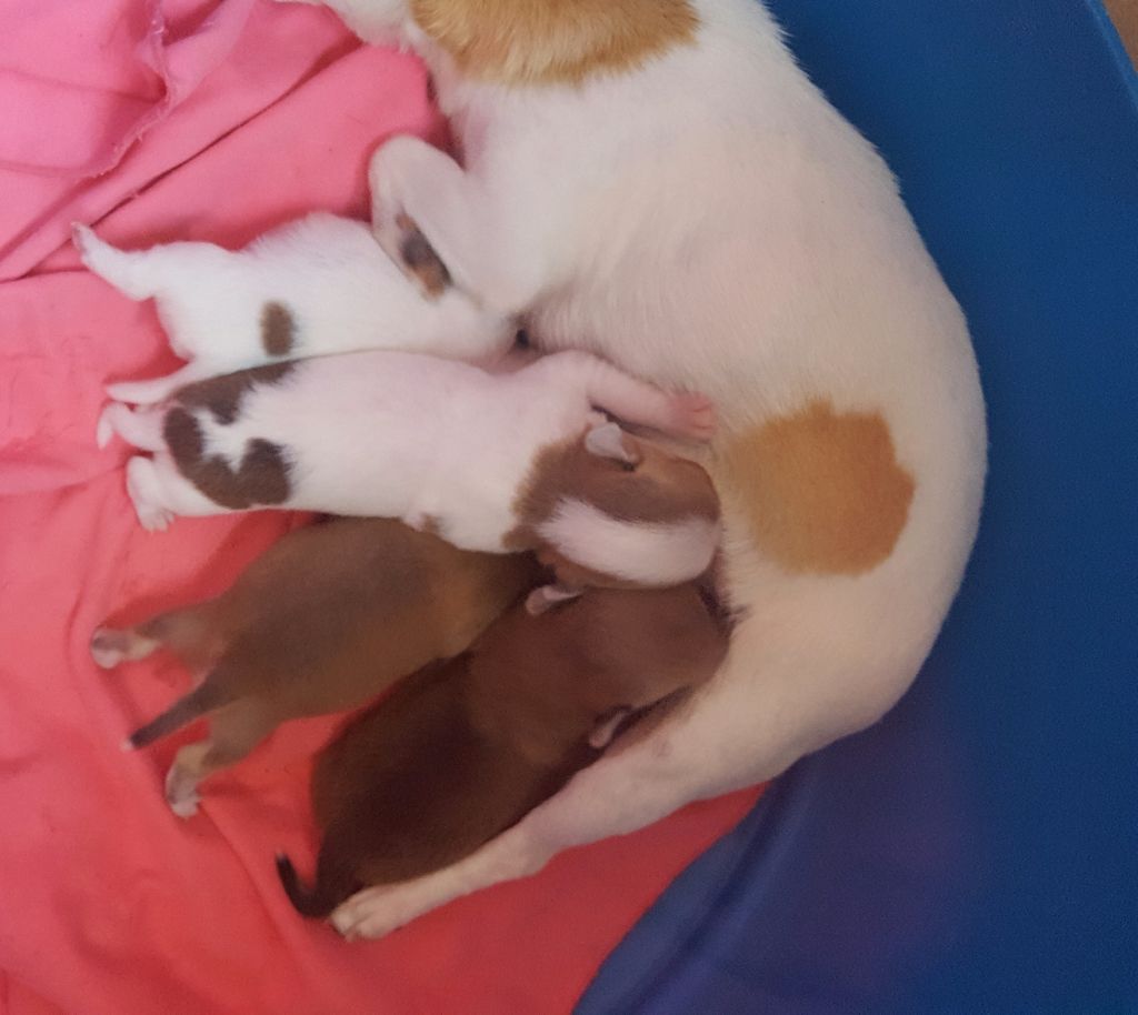 Publication : des jardins de jade