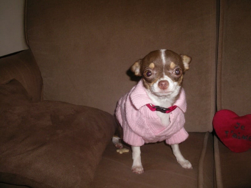 Publication : des jardins de jade